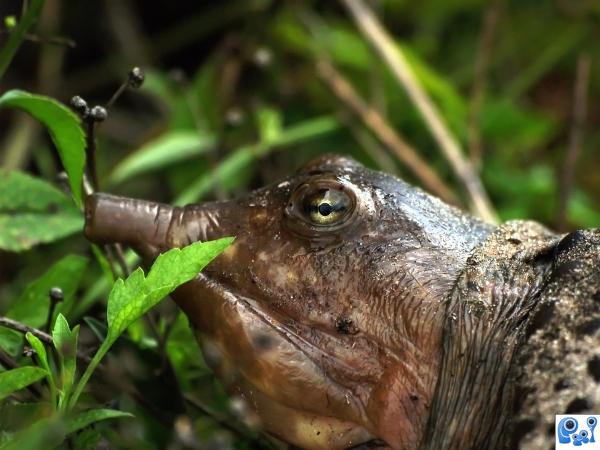 Softshell turtle